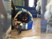 Puppies for sale yorkshire terrier - Lithuania, Klaipeda