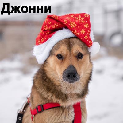 Отдам щенка в добрые руки Беспородная - Россия, Москва