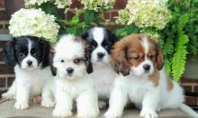 Puppies for sale king charles spaniel - Lithuania, Vilnius