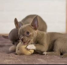 Puppies for sale chihuahua - Denmark, Aalborg