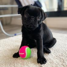 Puppies for sale pug - Denmark, Aalborg