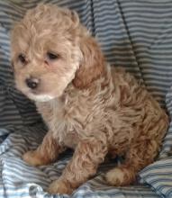 Puppies for sale toy-poodle - Tajikistan, Isfara