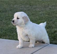 Puppies for sale golden retriever - Hungary, NyГ­regyhГЎza