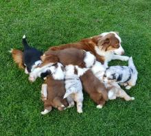 Puppies for sale australian shepherd - Hungary, Budapest