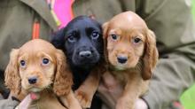 Puppies for sale , cocker spaniel puppies - Estonia, Sillamyae