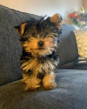 Puppies for sale yorkshire terrier - Romania, Golden