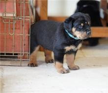 Puppies for sale rottweiler - Russia, Barrow