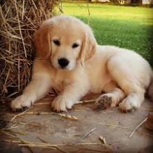 Puppies for sale golden retriever - Netherlands, Arnhem