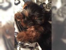 Puppies for sale yorkshire terrier - Belgium, Bruges