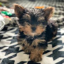 Puppies for sale yorkshire terrier - Lithuania, Alytus