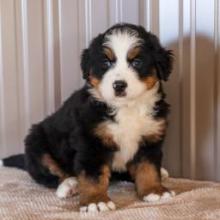 Puppies for sale bernese mountain dog - United Kingdom, Harlow