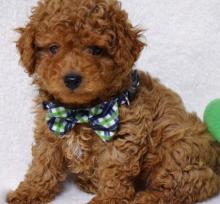 Puppies for sale ,  cockapoo - Uzbekistan, Bukhara