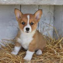 Puppies for sale , welsh corgi, pembroke - Ukraine, Kiev