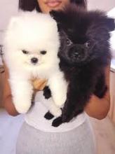 Puppies for sale pomeranian spitz - Belarus, Mogilev