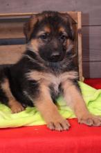 Puppies for sale german shepherd dog - Greece, Thessaloniki. Price 10 €