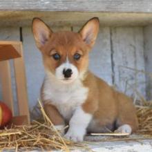 Puppies for sale , welsh corgi, pembroke - Bulgaria, Dobrich