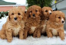 Puppies for sale , cavapoo - Kyrgyzstan, Osh