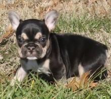 Puppies for sale french bulldog - Kyrgyzstan, Bishkek