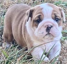 Puppies for sale english bulldog - Turkmenistan, Ashgabat