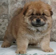 Puppies for sale chow chow - Turkmenistan, Dashoguz