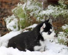 Puppies for sale , siberian husky - Spain, Cadiz