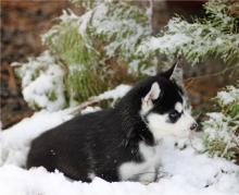 Puppies for sale , siberian husky - Netherlands, Enschede