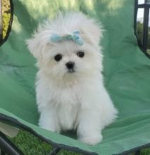 Puppies for sale maltese - Belarus, Mogilev