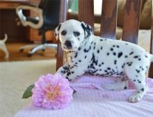 Puppies for sale dalmatian - Canada, Alberta, Edmonton