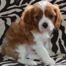 Puppies for sale , cavalier king charles spaniel - Hungary, Budapest