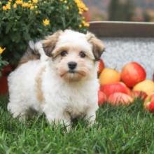 Puppies for sale havanese - Canada, British Columbia