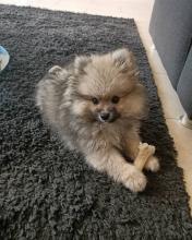 Puppies for sale pomeranian spitz - Czech Republic, Banska Bystrica