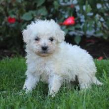 Puppies for sale poodle - Canada, Manitoba