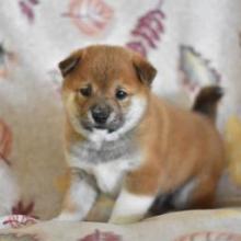 Puppies for sale , shiba inu - Canada, Newfoundland and Labrador