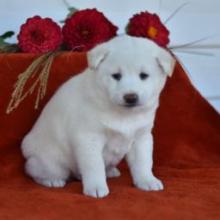 Puppies for sale , shiba inu - Canada, Alberta, Edmonton