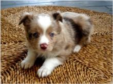 Puppies for sale australian shepherd - Canada, British Columbia