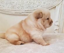 Puppies for sale chow chow - Kazakhstan, Alma-Ata