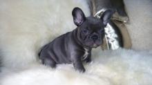 Puppies for sale french bulldog - France, Paris. Price 12 €