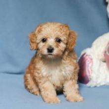 Puppies for sale , cockapoo - Canada, Manitoba