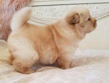 Puppies for sale chow chow - Belarus, Gomel