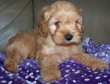 Puppies for sale , cockapoo - Kyrgyzstan, Bishkek