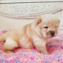 Puppies for sale chow chow - Hungary, Gyor