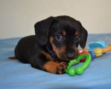 Puppies for sale dachshund - Germany, Oranienburg. Price 12 €