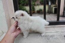 Puppies for sale pomeranian spitz - Italy, Brescia