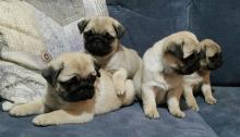 Puppies for sale pug - Greece, Thessaloniki