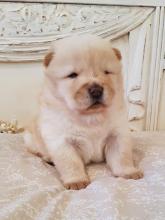 Puppies for sale chow chow - Moldova, Cahul