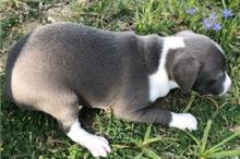 Puppies for sale italian greyhound - Armenia, Vanadzor