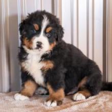 Puppies for sale bernese mountain dog - Canada, Prince Edward Island