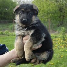 Puppies for sale german shepherd dog - Czech Republic, Prague. Price 12 €