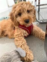 Puppies for sale , cockapoo - Germany, Frankfurt