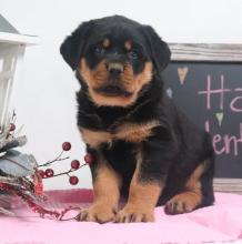 Puppies for sale rottweiler - Germany, Frankfurt